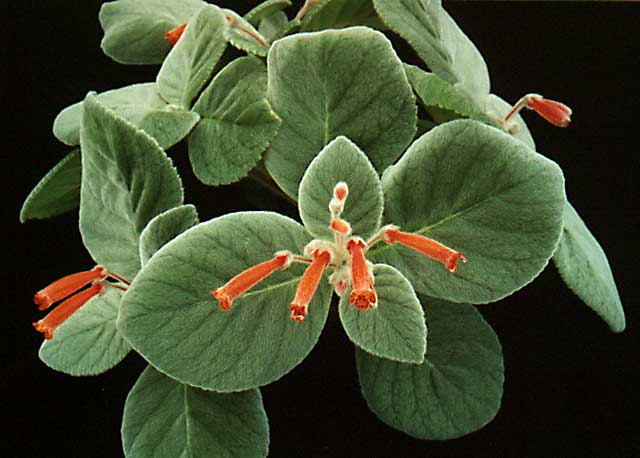 Sinningia
